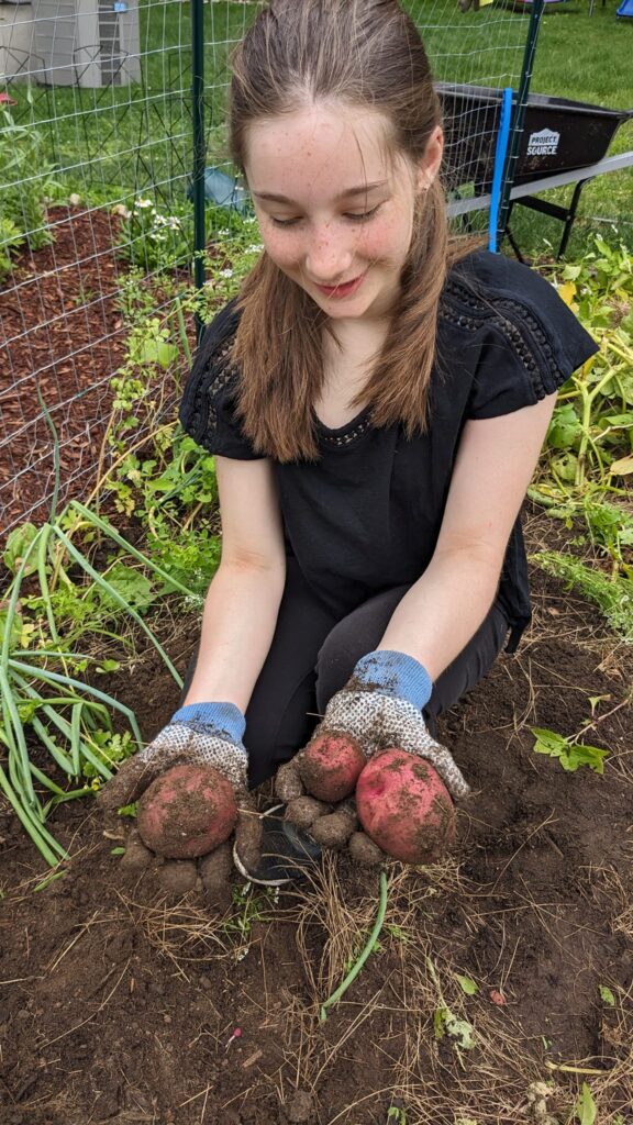 My daughter helping dig potatoes in July of 2023