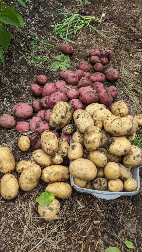 Just some of the potatoes we grew in 2023!